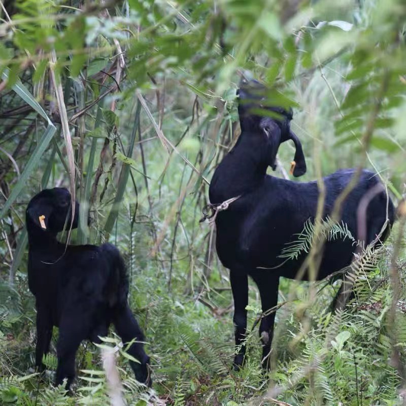 钍鉿鉿散养带皮土黑羊肉 生羊肉新鲜山羊排山羊腿肉3斤带骨带皮,淘宝优惠券,粉丝福利购,淘宝优惠卷