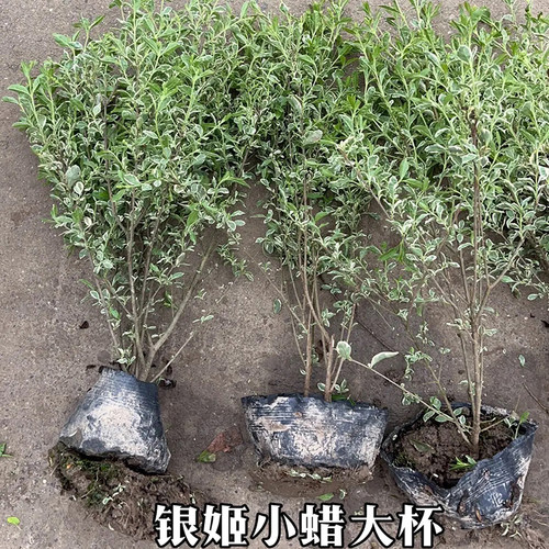 银姬小蜡树苗球彩叶灌木庭院花园绿化色块耐寒花镜植物花叶女贞苗 - 图2