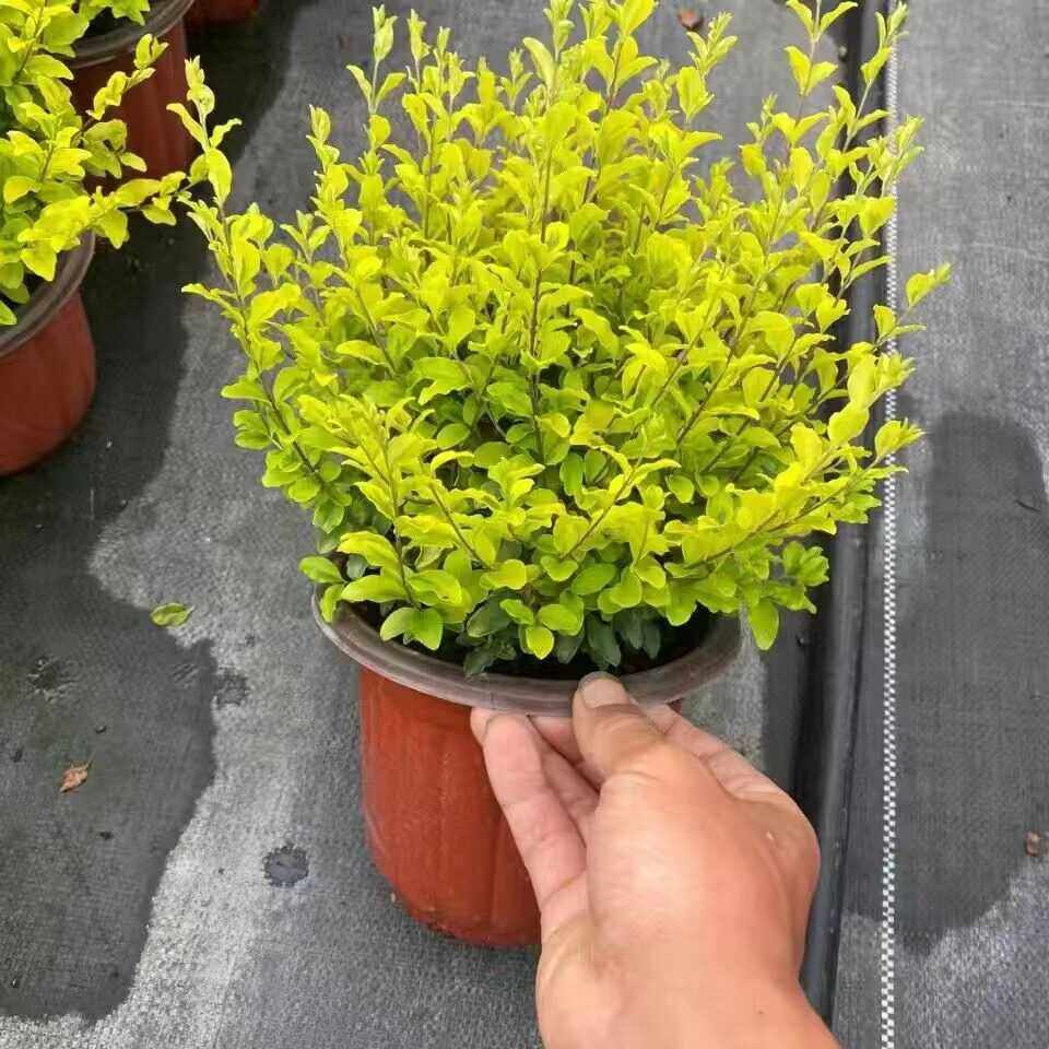 亮晶女贞亮金女贞球柠檬之光庭院绿化耐热耐寒多年生花镜造景植物,淘宝优惠券,粉丝福利购,淘宝优惠卷