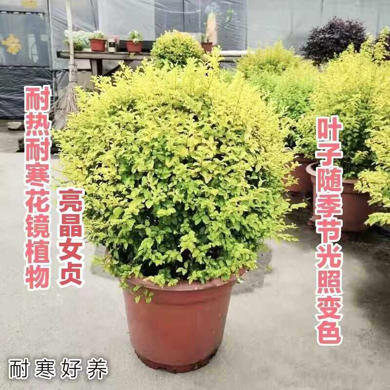 亮晶女贞亮金女贞球柠檬之光庭院绿化耐热耐寒多年生花镜造景植物,淘宝优惠券,粉丝福利购,淘宝优惠卷
