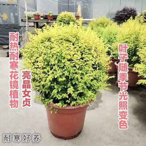 亮晶女贞亮金女贞球柠檬之光庭院绿化耐热耐寒多年生花镜造景植物 - 图1