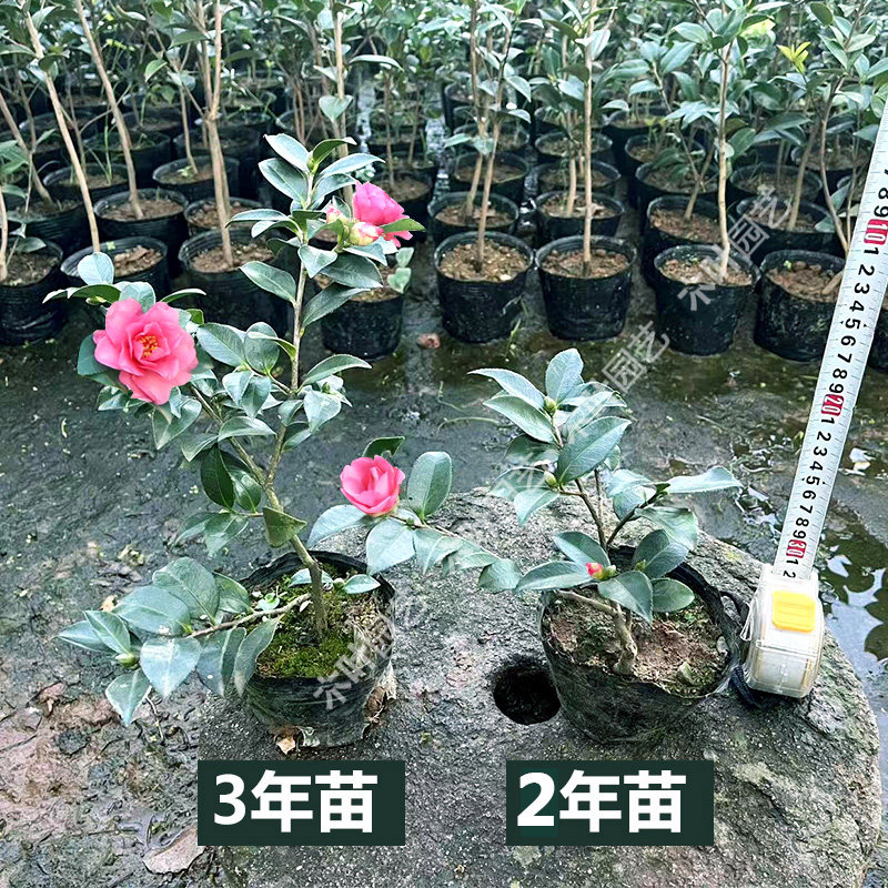 小玫瑰茶梅 山茶花树小苗品种盆栽花卉好养四季绿植物室外种庭院,淘宝优惠券,粉丝福利购,淘宝优惠卷