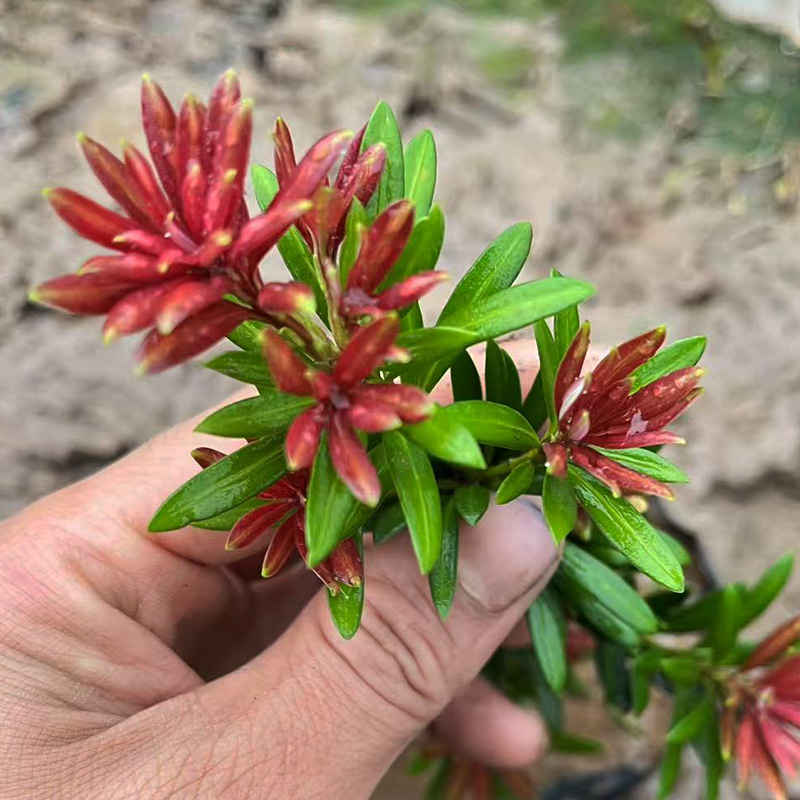 小红帽红宝石罗汉松树苗原生扦插杯苗绿植造型金彩松盆栽名贵树苗 - 图0