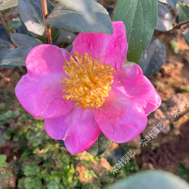 天女舞茶梅 山茶树小苗绿植盆栽原盆土名贵庭院室内外四季常绿,淘宝优惠券,粉丝福利购,淘宝优惠卷