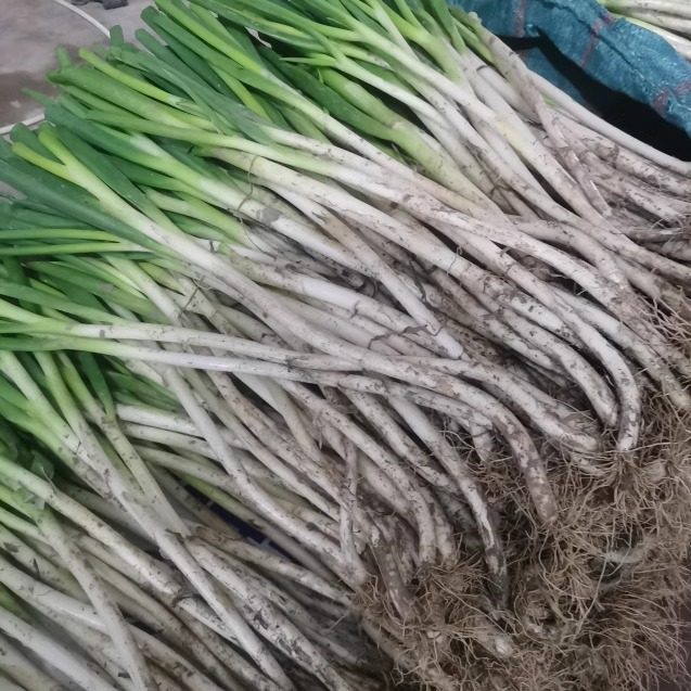 四川成都大葱偏细新鲜葱黄酒店饭店川菜炒菜大葱长白毛葱蘸酱嫩葱,淘宝优惠券,粉丝福利购,淘宝优惠卷
