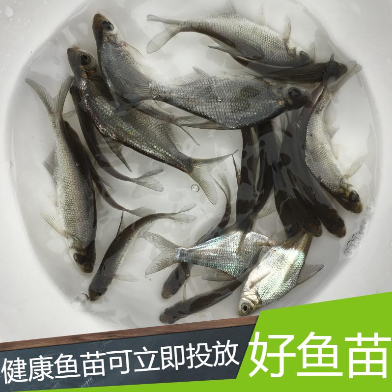 鳊鱼苗武昌鱼苗三角鲂鱼苗团头鲂苗花鲢苗草鱼苗青鱼苗四大家鱼苗