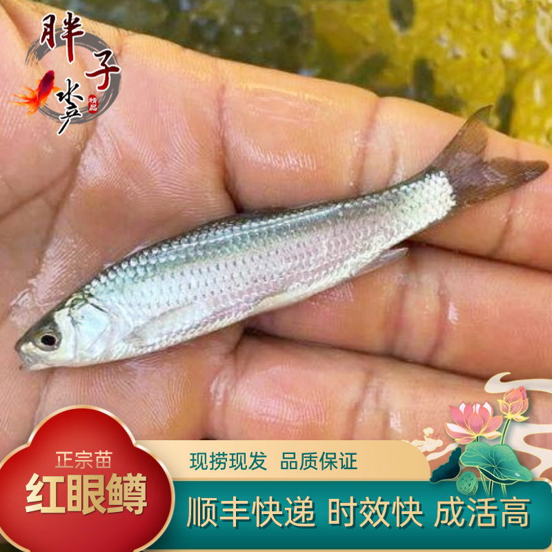 红眼鳟鱼苗赤眼鳟鱼苗红眼鱼苗宠物开口乌龟饲料鱼苗路亚淡水鱼苗 - 图0