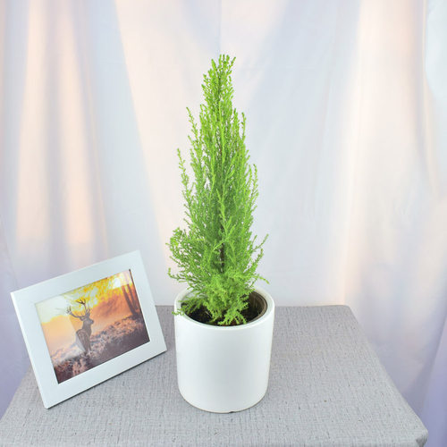 香松香冠柏棒棒糖植物桌面圣诞小松树四季常绿好养绿植办公室盆景 - 图1