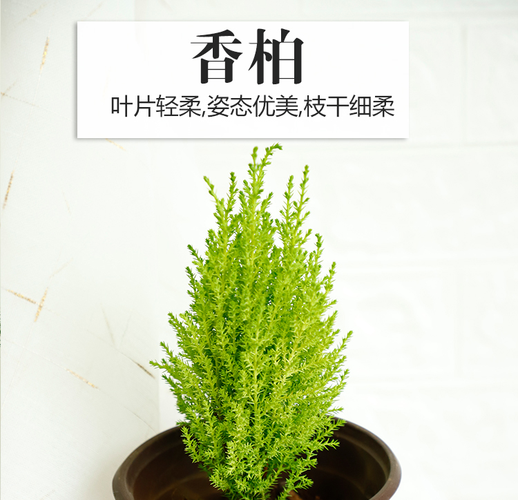 香松香冠柏棒棒糖植物桌面圣诞小松树四季常绿好养绿植办公室盆景-图0