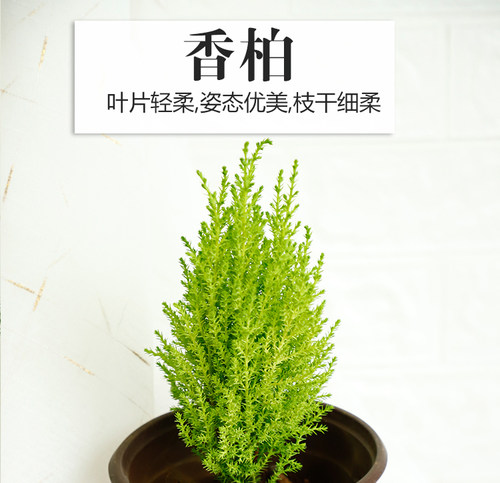 香松香冠柏棒棒糖植物桌面圣诞小松树四季常绿好养绿植办公室盆景 - 图0
