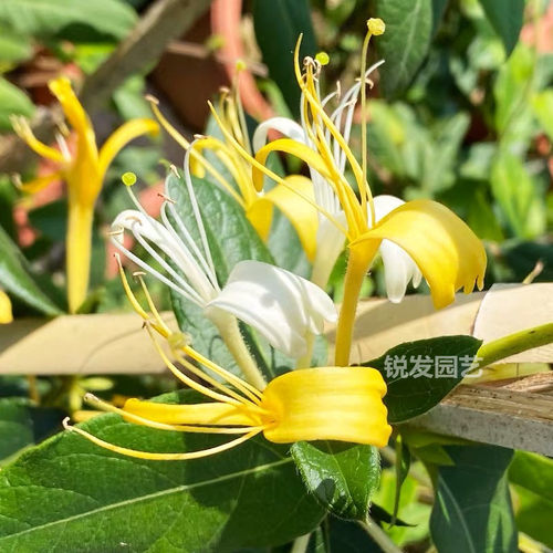 金银花树苗爬藤可食用泡茶药用阳台庭院绿植四季常青 - 图3