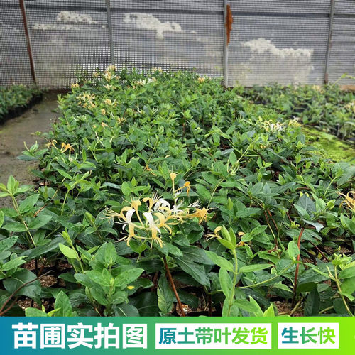 金银花树苗爬藤可食用泡茶药用阳台庭院绿植四季常青 - 图1