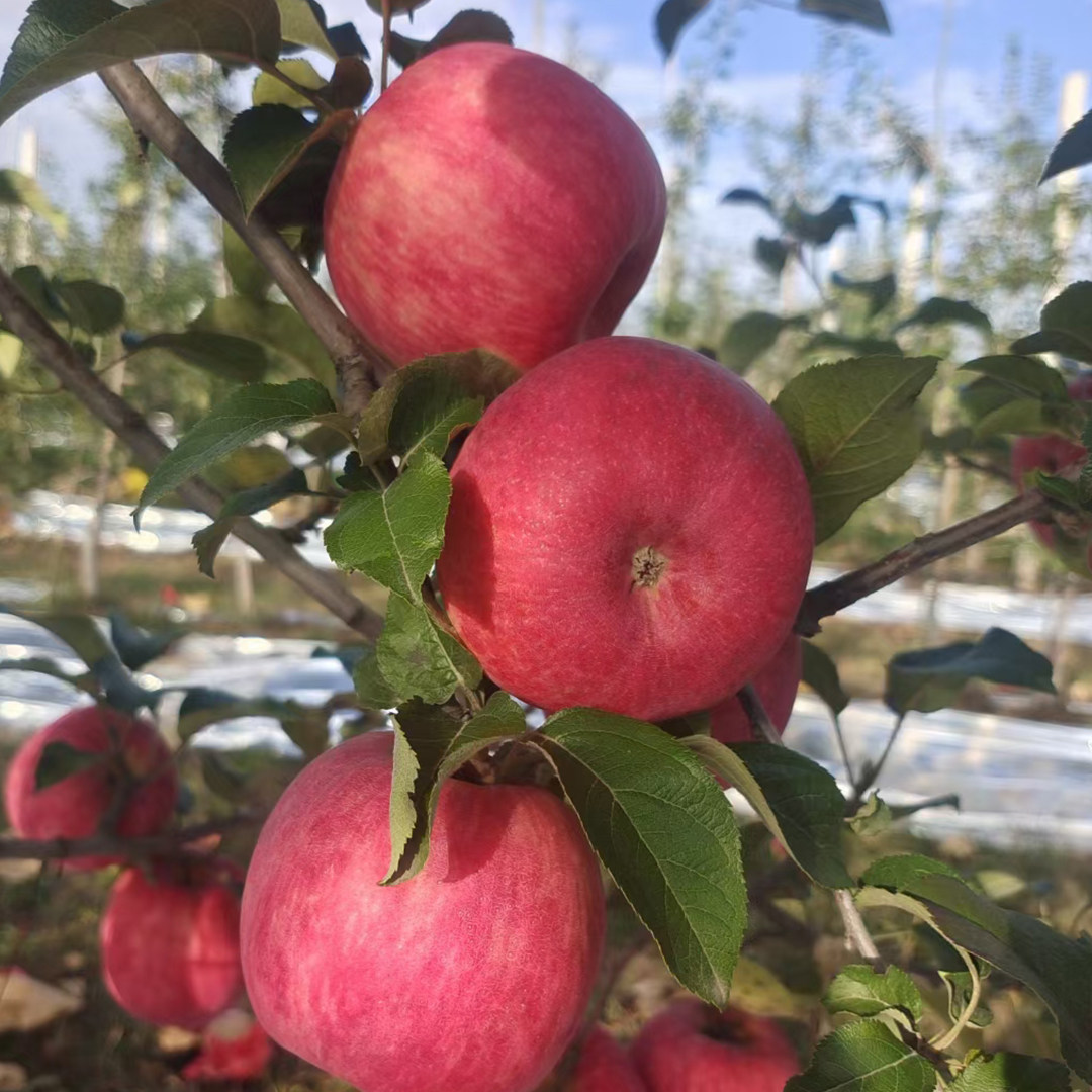 陕西彬州秦脆苹果应季新鲜水果苹果西农大培育苹果新品种秦脆苹果,淘宝优惠券,粉丝福利购,淘宝优惠卷
