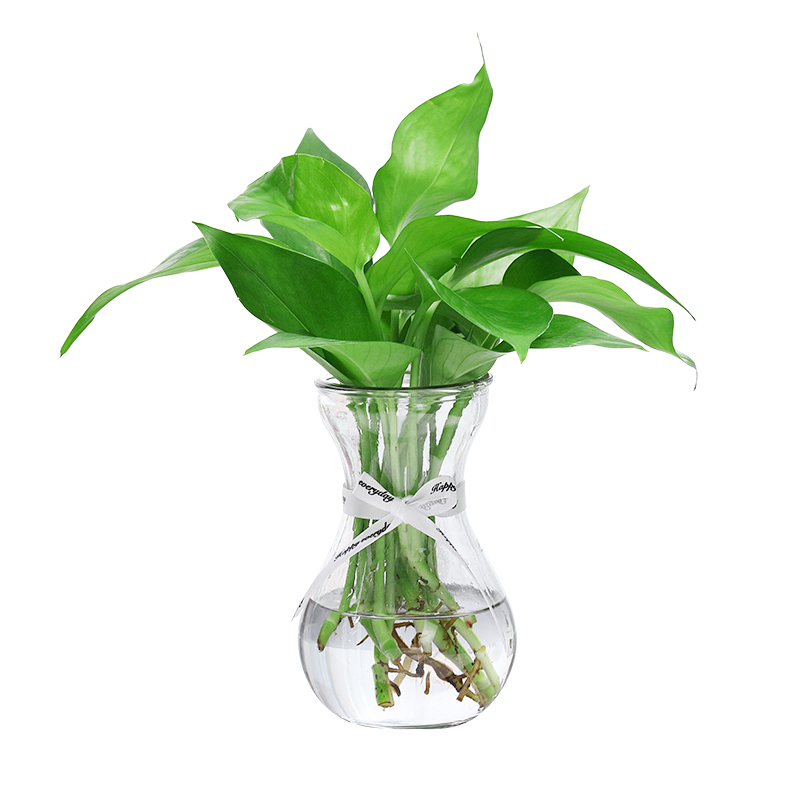 3个9.9元 加厚玻璃花瓶透明北欧ins风创意水培植物绿萝水养插花器 - 图3