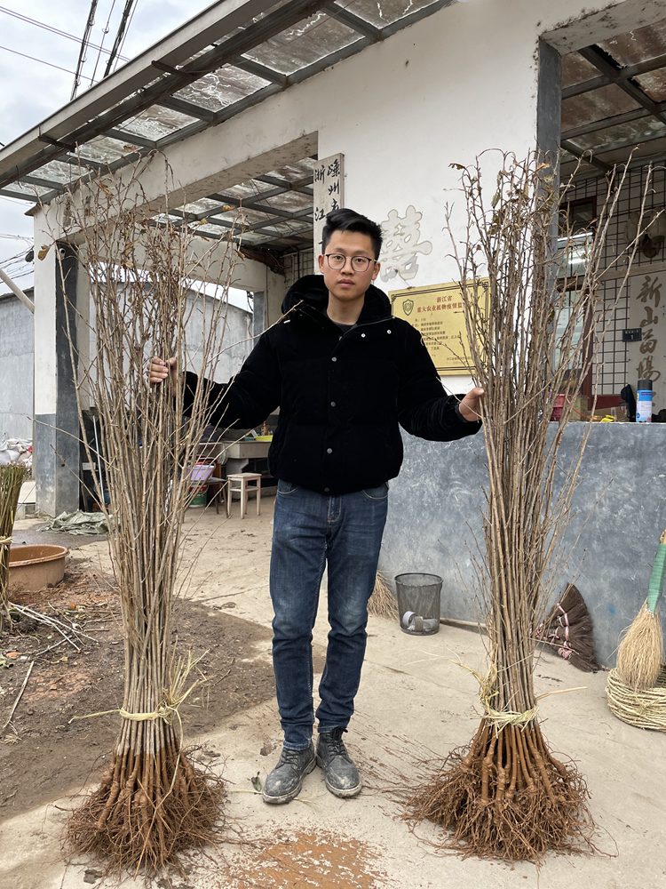 【短柄樱桃苗】早熟4月葛家坞南早红自花南方可种1 2 3年樱桃树苗 - 图2