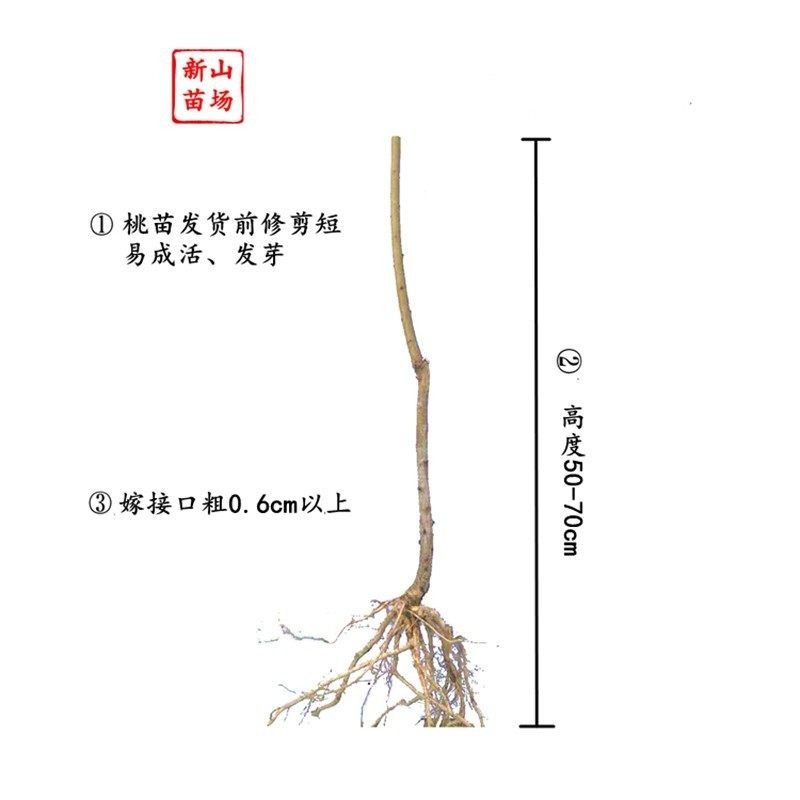 【圆梦桃苗】宁波奉化水蜜桃研究所新品种南北可种水蜜桃子树苗,淘宝优惠券,粉丝福利购,淘宝优惠卷