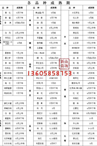 【新山苗场】果树苗补发备注品种数量特殊品种定制 - 图2