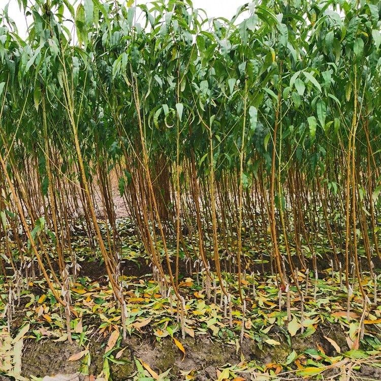 【圆梦桃苗】宁波奉化水蜜桃研究所新品种南北可种水蜜桃子树苗,淘宝优惠券,粉丝福利购,淘宝优惠卷