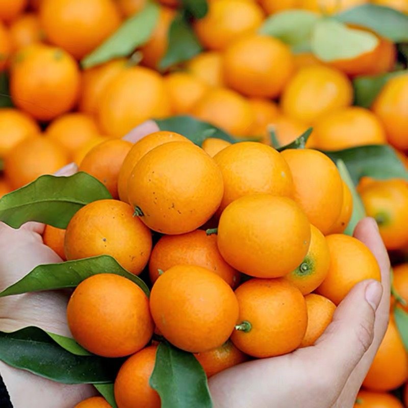 脆皮金桔树苗 二代阳台家庭盆栽带土滑皮金桔金柑带果食用小桔,淘宝优惠券,粉丝福利购,淘宝优惠卷