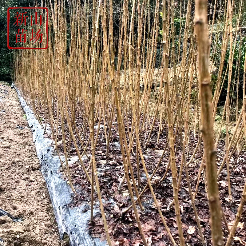 【李子树苗】嵊州桃形李蜂糖李桐乡槜李黑布林红心五月脆奈李苗,淘宝优惠券,粉丝福利购,淘宝优惠卷