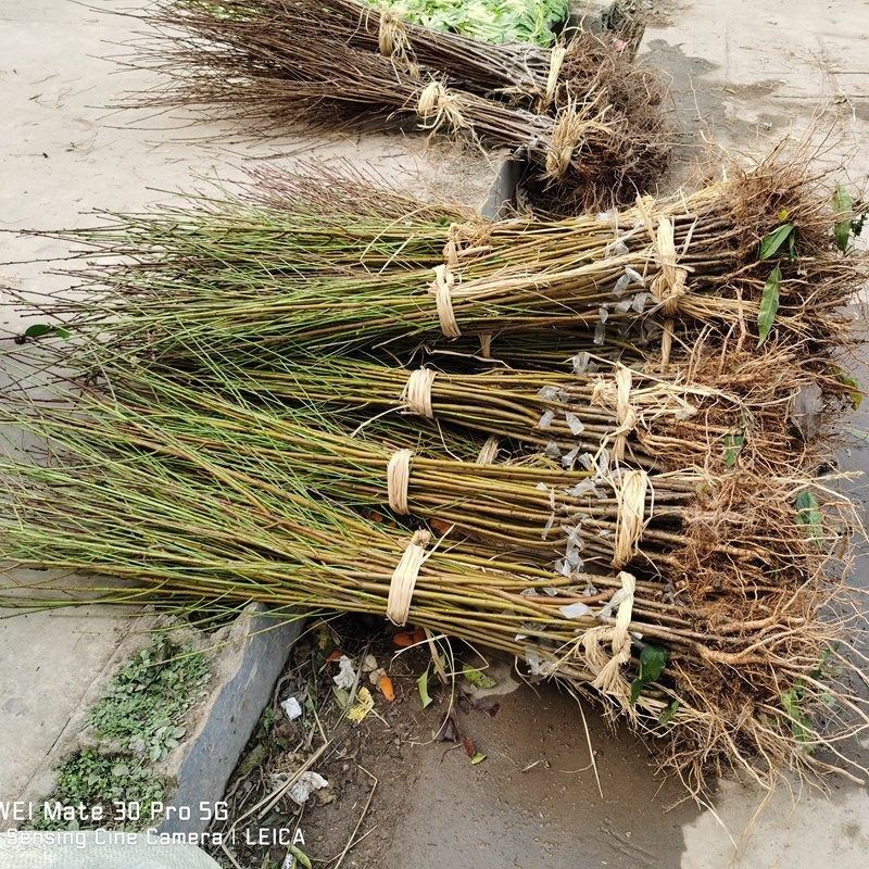 【圆梦桃苗】宁波奉化水蜜桃研究所新品种南北可种水蜜桃子树苗,淘宝优惠券,粉丝福利购,淘宝优惠卷