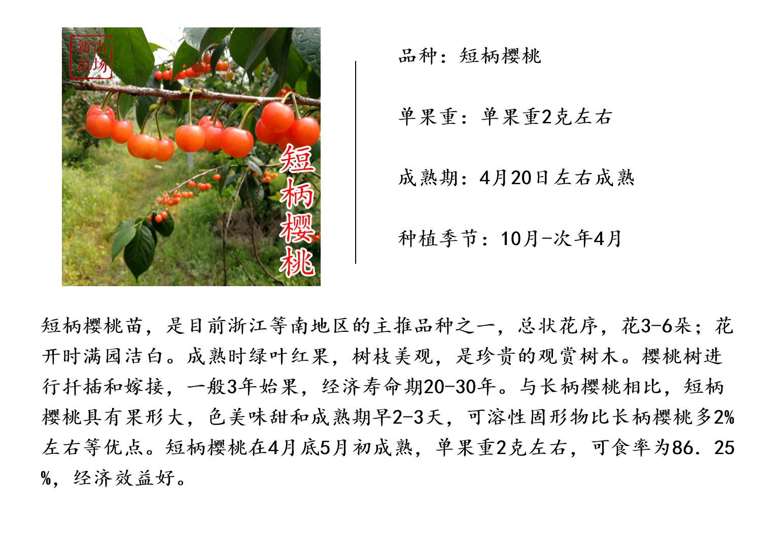 【短柄樱桃苗】早熟4月葛家坞南早红自花南方可种1 2 3年樱桃树苗 - 图0