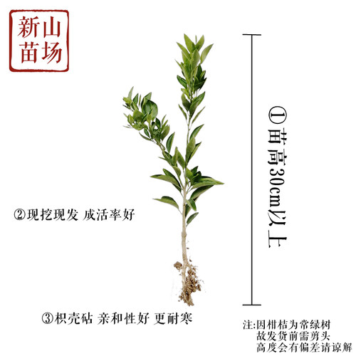 【胡柚苗】抗冻耐寒常山胡柚南北方种植一年苗浙江新山苗场 - 图2