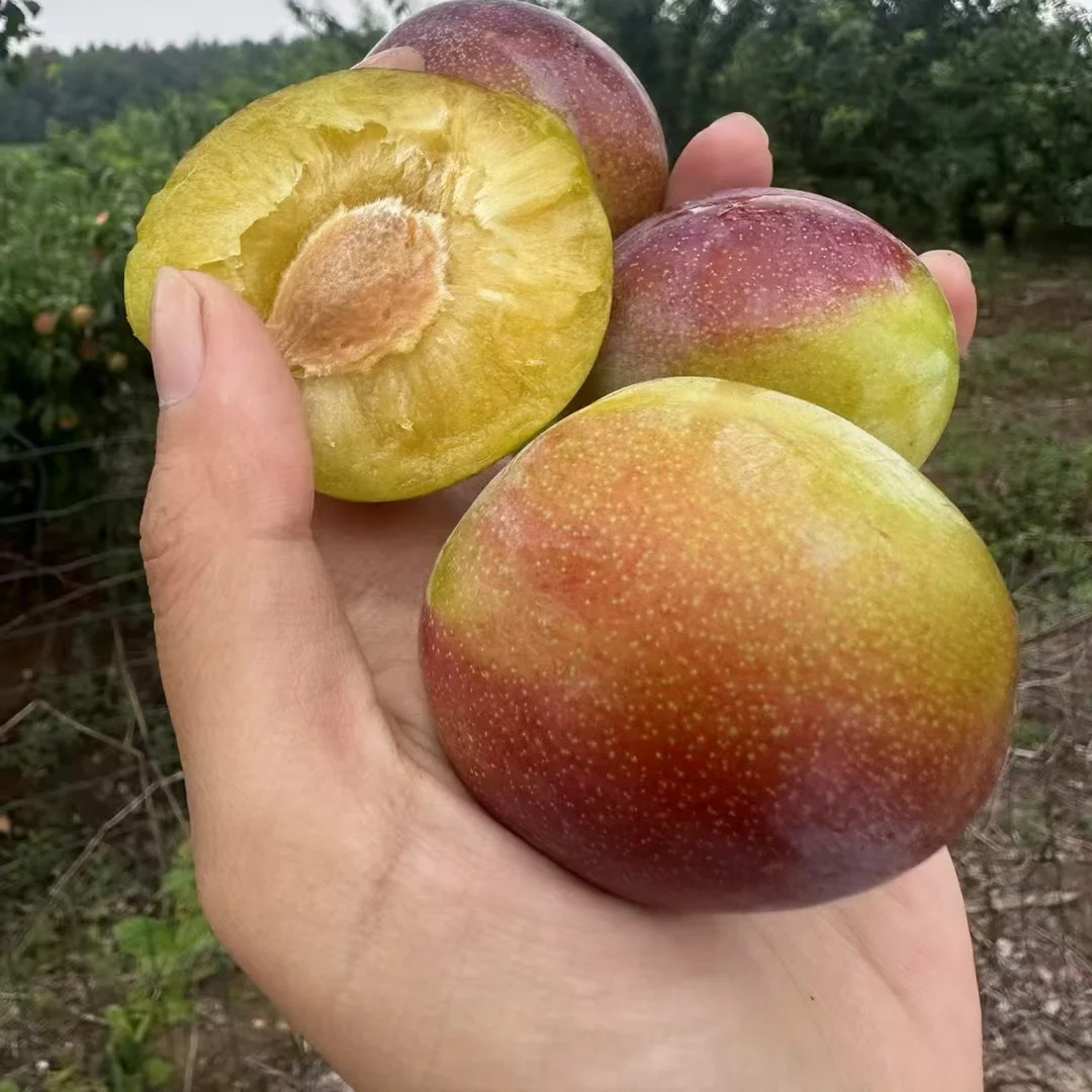 【八宝丹李苗】蜜饯李黄肉小红宝石李苗离核易管理李子树苗,淘宝优惠券,粉丝福利购,淘宝优惠卷