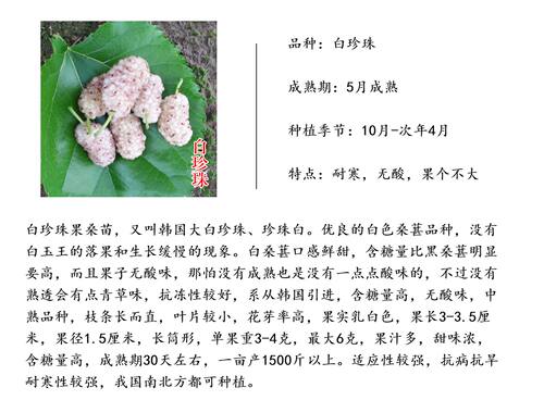 【白珍珠桑】韩国大白珍珠新品种白玉王嫁接果桑椹桑葚树苗盆栽 - 图2