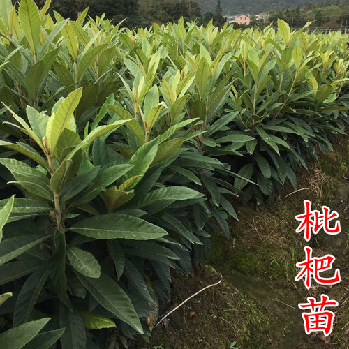 【大五星枇杷树苗】耐寒-7℃大果 5月下红砂黄肉红肉常绿枇杷苗 - 图3