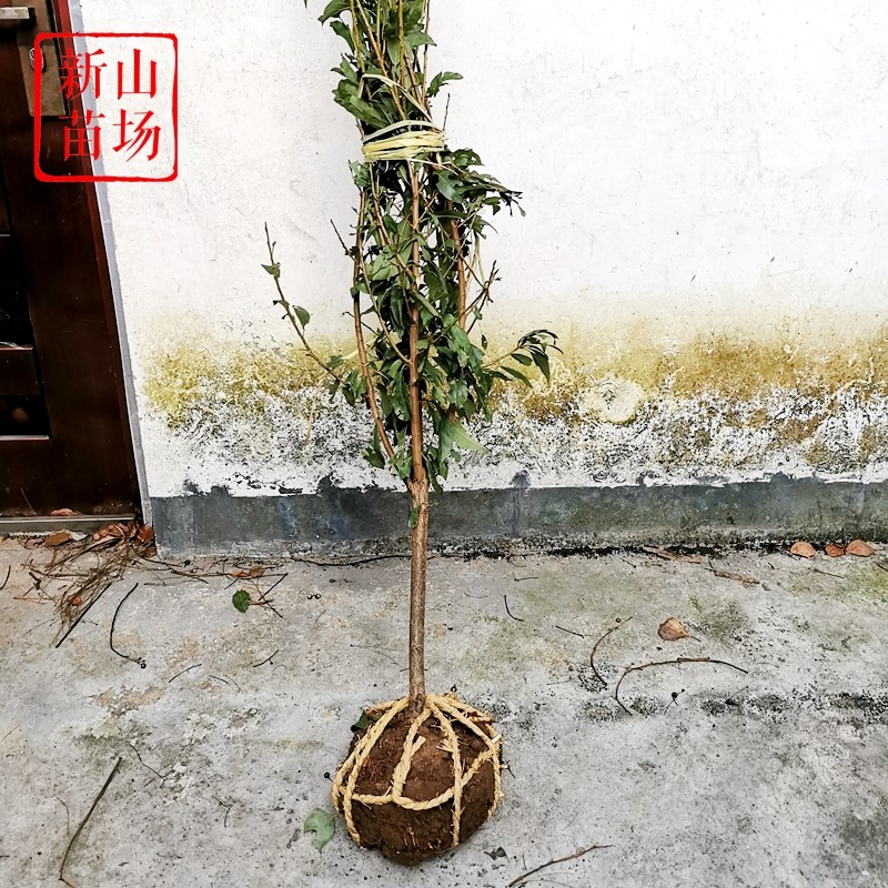 李子小树蜂糖李槜李黄金奈李嵊州桃形李树苗嫁接多年带土球,淘宝优惠券,粉丝福利购,淘宝优惠卷