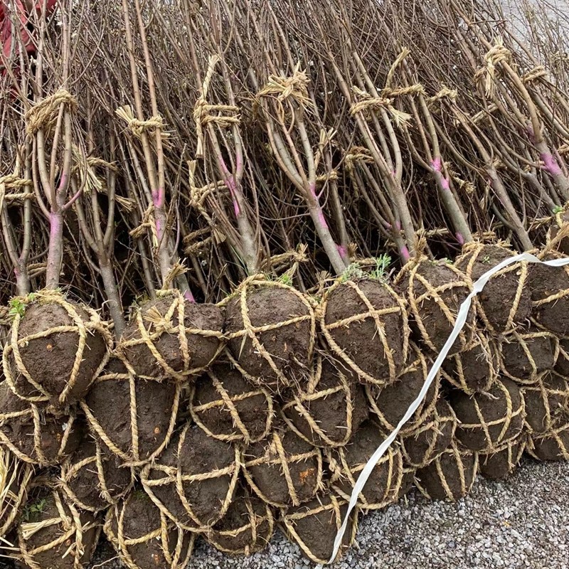 李子小树蜂糖李槜李黄金奈李嵊州桃形李树苗嫁接多年带土球,淘宝优惠券,粉丝福利购,淘宝优惠卷