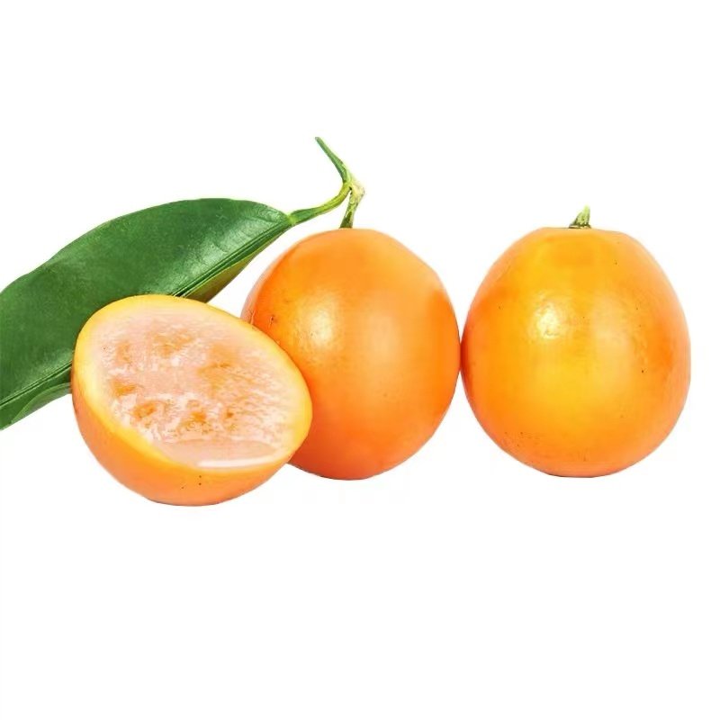 脆皮金桔树苗 二代阳台家庭盆栽带土滑皮金桔金柑带果食用小桔,淘宝优惠券,粉丝福利购,淘宝优惠卷