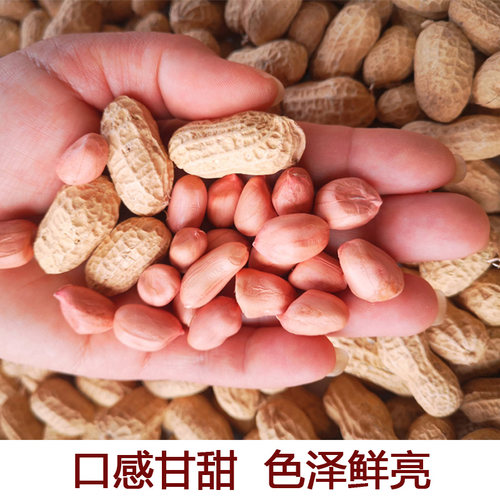 2025新鲜带壳生花生 新货5斤粉红皮农家自种新鲜干花生晒干种子米 - 图2