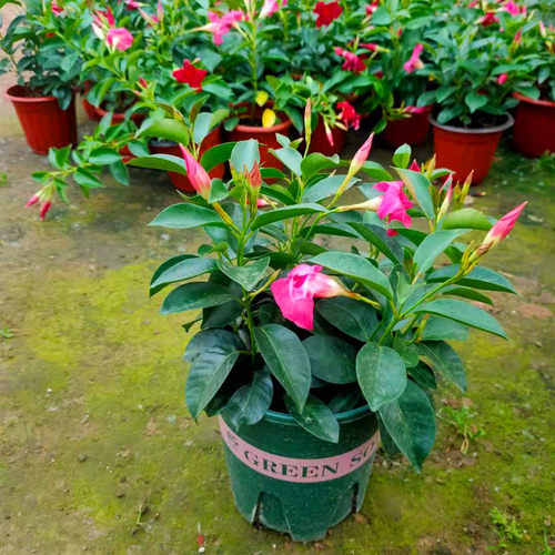 飘香藤带花苞四季开花盆栽双喜藤爬墙花卉植物室内客厅好养活 - 图2