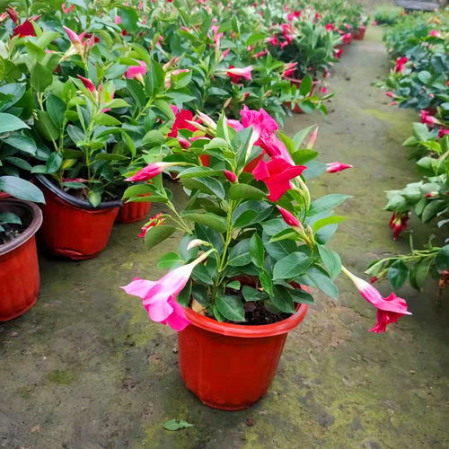 飘香藤带花苞四季开花盆栽双喜藤爬墙花卉植物室内客厅好养活 - 图3
