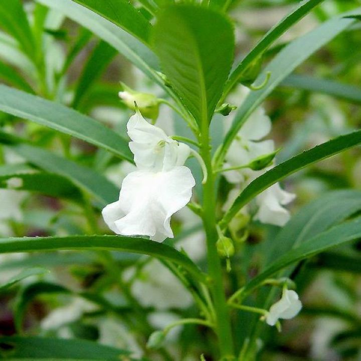 凤仙花种子盆栽花草四季指甲花籽室内阳台植物花卉绿植园艺花种子