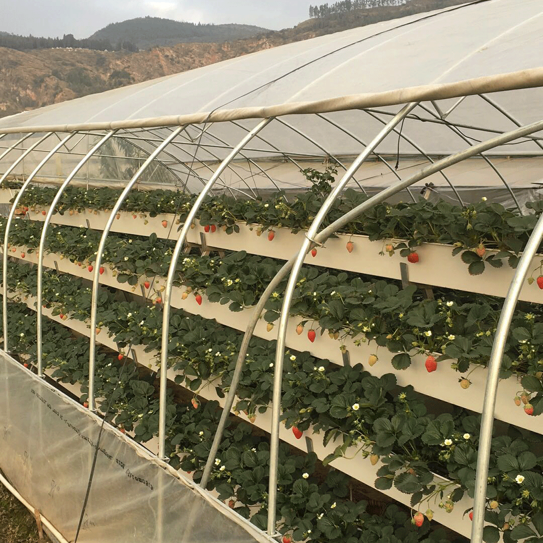 草莓无土栽培设备推荐品牌 新人首单立减十元 21年6月 淘宝海外