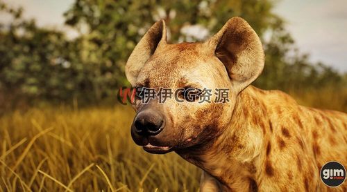 UE4虚幻5 Animalia- Spotted Hyena(male)写实公斑鬣狗模型-图2