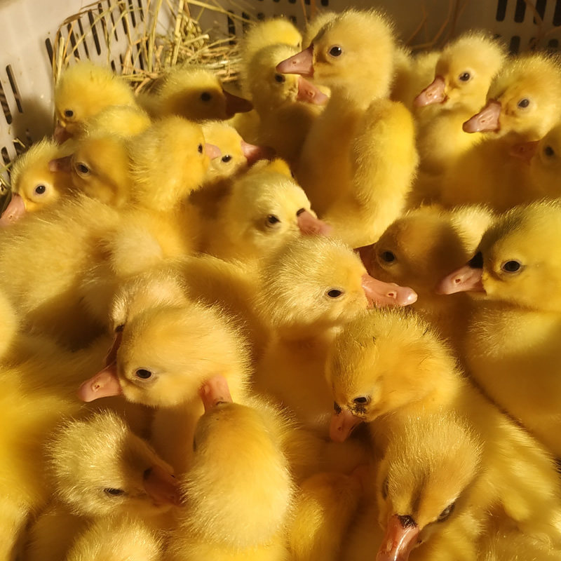 宠物蛋鹅苗小种鹅活苗五龙鹅豁眼鹅百子鹅苗活体养殖厂家直发包邮,淘宝优惠券,粉丝福利购,淘宝优惠卷