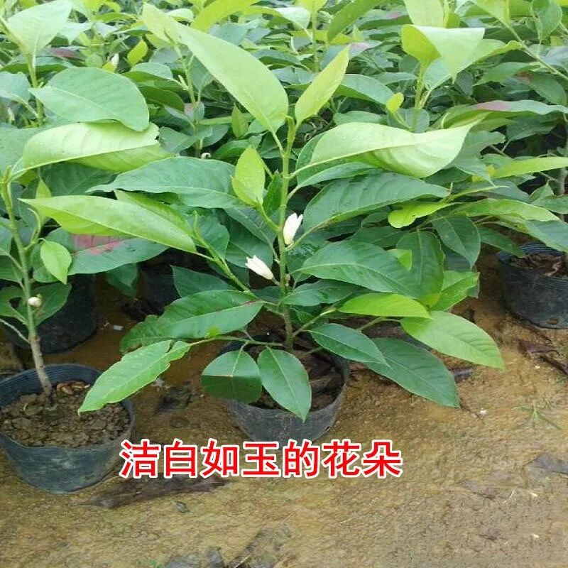 白兰花盆栽浓香室内大型绿植阳台嫁接办公室四季常青白玉兰花树苗 - 图3