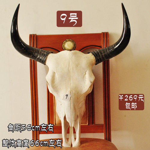 牦牛头骨标本菜宴真牛头天然大牛头 客厅装饰品室内藏区牛头摆件 - 图1