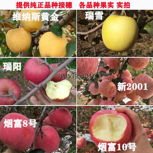 苹果嫁接枝条红富士穗条烟富8号10苹果枝条接穗鲁丽秦冠芽点 - 图1