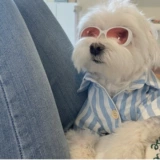 Неоновые солнцезащитные очки, аксессуары на солнечной энергии, домашний питомец, кот