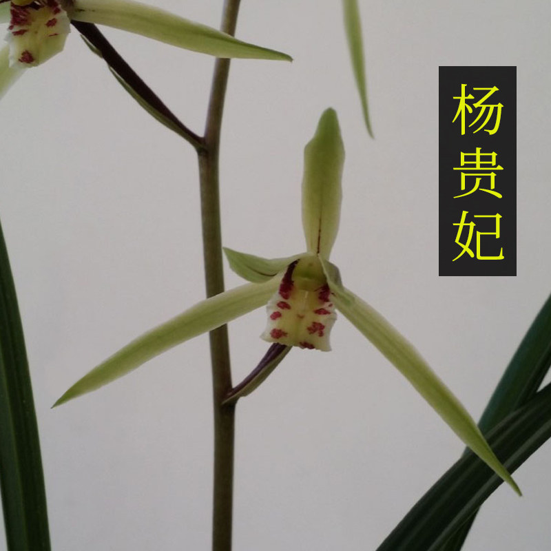 玉环妃兰花图片,兰花玉环妃,兰花香妃图片_大山谷图库
