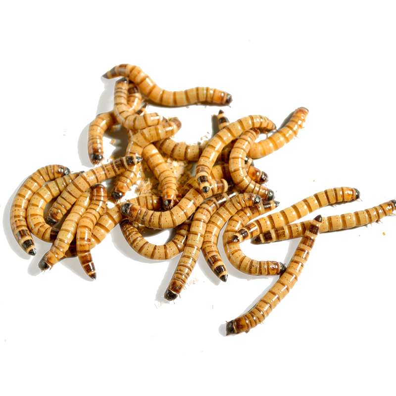 大麦虫活虫营养高蛋白 龙鱼守宫刺猬蜘蛛蝎子仓鼠活体宠物龟饲料,淘宝优惠券,粉丝福利购,淘宝优惠卷