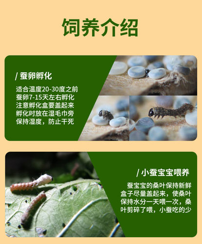 北京同城新鲜嫩桑叶天然活体彩色小蚕宝宝学生蚕卵养蚕套装桑树叶 - 图2