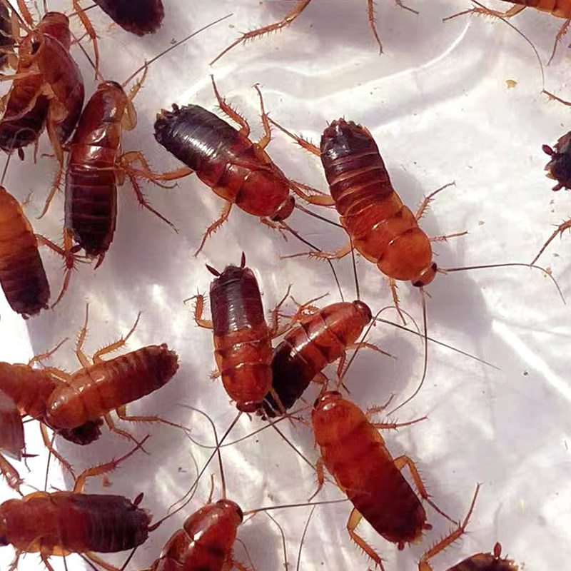 杯装樱桃蟑螂活虫饲料幼体蜥蜴角蛙守宫乌龟龙鱼活体饵饲料包活,淘宝优惠券,粉丝福利购,淘宝优惠卷