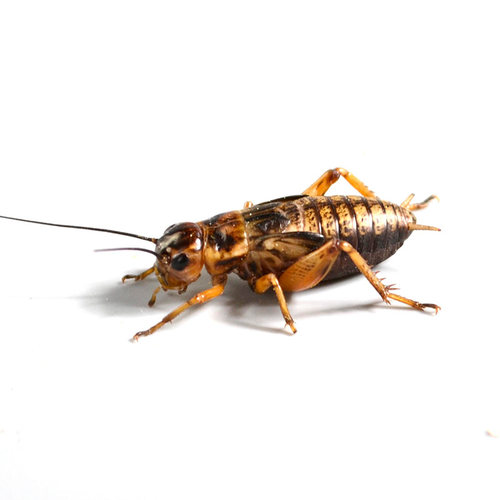 白蟋蟀黑蟋蟀针头蟋蟀活体蛐蛐油葫芦龙鱼角蛙守宫蜥蜴蜘蛛鸟食 - 图3