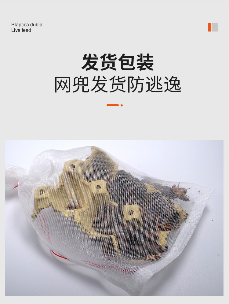 杜比亚蟑螂活虫繁殖组幼体蜥蜴角蛙守宫乌龟龙鱼活体饵饲料超樱桃 - 图2